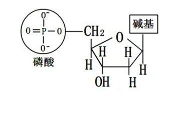 脱氧核糖核苷酸